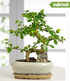S �eklinde ithal ger�ek bonsai japon a�ac� Tando�an Mah g�venli kaliteli h�zl� �i�ek 