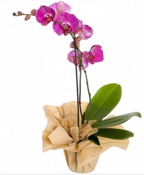 Tek dal mor orkide Plevne Mahallesi iek maazas 