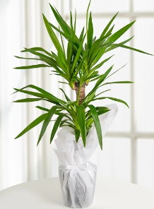 2 li yucca saks� i� mekan bitkisi Mara�al�akmak Mah sevgilime hediye �i�ek 
