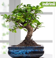 Bonsai japon a�ac� Mara�al�akmak Mah sevgilime hediye �i�ek 
