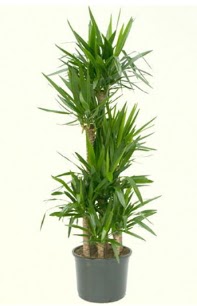 7 li yucca saks� bitkisi Atat�rk Mahallesi �i�ek sipari�i 