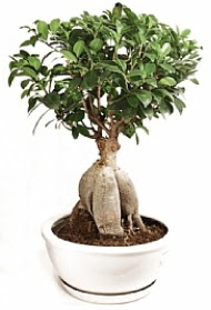 Bonsai japon a�ac� yaprak d�kmeyen Ertu�rulgazi Mah �i�ek g�nderme 