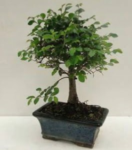 Bonsai saks� bitkisi japon a�ac� Ulubatl�hasan Mah �i�ek�i 