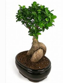 Bonsai saks� bitkisi japon a�ac� Atat�rk Mah yurti�i �i�ek sipari�i 