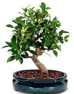 5 ya��nda japon a�ac� bonsai bitkisi Ulubatl�hasan Mah �i�ek�i 