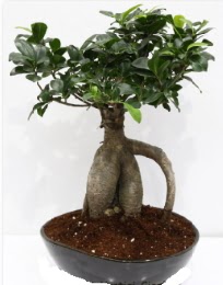 5 ya��nda japon a�ac� bonsai bitkisi Tando�an Mah g�venli kaliteli h�zl� �i�ek 