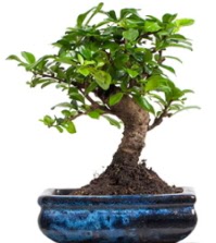 5 ya��nda japon a�ac� bonsai bitkisi Mara�al�akmak Mah sevgilime hediye �i�ek 