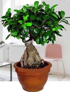 5 ya��nda japon a�ac� bonsai bitkisi Sincan �nternetten �i�ek sipari�i 