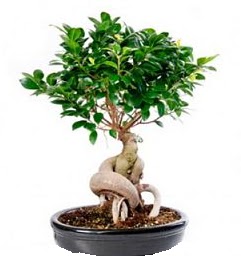Bonsai Japon a�ac� saks� bitkisi Fatih online �i�ek g�nderme