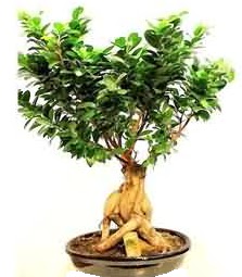 Bonsai Japon a�ac� saks� bitkisi Atat�rk Mah yurti�i �i�ek sipari�i 