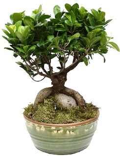 Japon aac bonsai saks bitkisi Bahekap Mah cicekciler , cicek siparisi 
