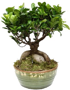 Japon a�ac� bonsai saks� bitkisi Bah�ekap� Mah cicekciler , cicek siparisi 