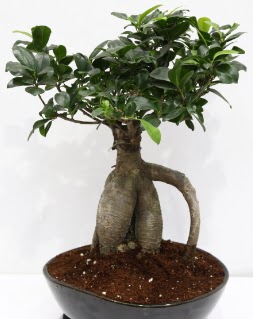 Japon aac bonsai saks bitkisi Erturulgazi Mah iek gnderme 