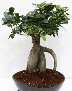 Japon a�ac� bonsai saks� bitkisi Ertu�rulgazi Mah �i�ek g�nderme 