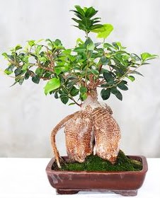 Japon a�ac� bonsai saks� bitkisi Osmanl� Mah �i�ek online �i�ek sipari�i 