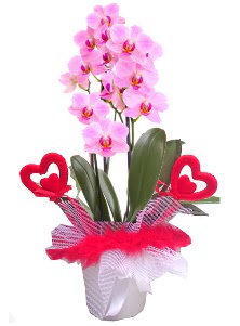 2 dall� mor orkide 2 kalp �ubuk Malazgirt Mah anneler g�n� �i�ek yolla 
