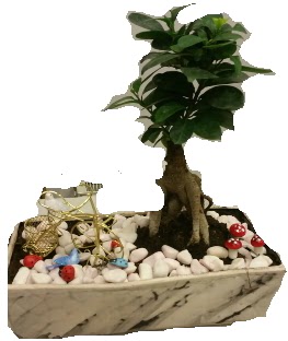 Japon a�ac� bonsai sat��� Ulubatl�hasan Mah �i�ek�i 