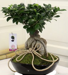 Japon a�ac� bonsai sat��� Atat�rk Mahallesi �i�ek sipari�i 