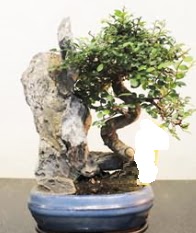 Japon aac bonsai saks bitkisi sat Tandoan Mah gvenli kaliteli hzl iek 