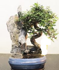 Japon a�ac� bonsai saks� bitkisi sat��� Tando�an Mah g�venli kaliteli h�zl� �i�ek 