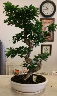 100 cm yksekliinde dev bonsai japon aac Bahekap Mah cicekciler , cicek siparisi 