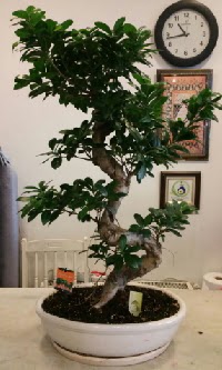 100 cm y�ksekli�inde dev bonsai japon a�ac� Bah�ekap� Mah cicekciler , cicek siparisi 