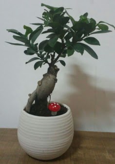 Bonsai japon a�ac� saks� �i�e�i Plevne Mahallesi �i�ek ma�azas� 
