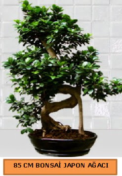 85 CM Japon a�ac� Bonsai saks� bitkisi Osmanl� Mah �i�ek online �i�ek sipari�i 