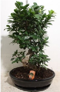 75 CM Ginseng bonsai Japon aac Malazgirt Mah anneler gn iek yolla 