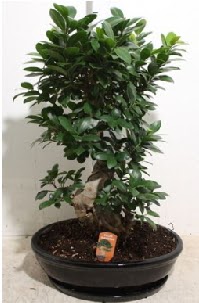 75 CM Ginseng bonsai Japon a�ac� Malazgirt Mah anneler g�n� �i�ek yolla 