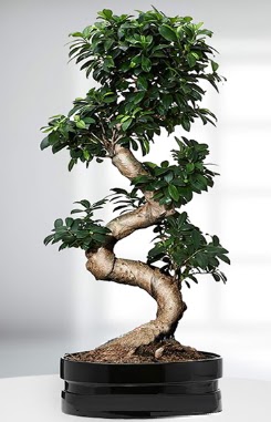 90 CM Japon A�ac� Bonsai saks� �i�e�i Ahievran Mahallesi �i�ek sipari�i sitesi 