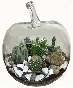 Terrarium tanzim elma camda 5 kakt�s Atat�rk Mah yurti�i �i�ek sipari�i 