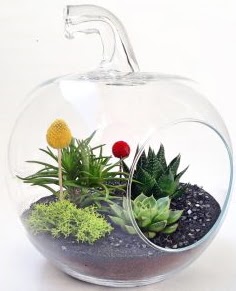 Elma Terrarium orta boy 5 kakt�s Tando�an Mah g�venli kaliteli h�zl� �i�ek 