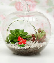 K���k elma terrarium 3 kakt�s Sincan �nternetten �i�ek sipari�i 