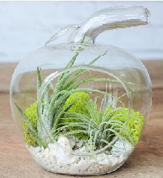 Elma terrarium k���k boy 2 kakt�s Sincan �i�ek sipari�i vermek 