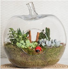 Elma terrarium orta boy 4 kakt�s Atat�rk Mah yurti�i �i�ek sipari�i 