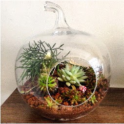 Orta boy elma terrarium 3 kakt�sl� Tando�an Mah g�venli kaliteli h�zl� �i�ek 