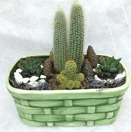 Seramik i�erisinde 5 kakt�sl� terrarium Plevne Mahallesi �i�ek ma�azas� 