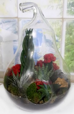 5 adet kakt�s orta boy armut terrarium Atat�rk Mah yurti�i �i�ek sipari�i 