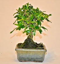 Zelco bonsai saks bitkisi Atatrk Mahallesi iek siparii 