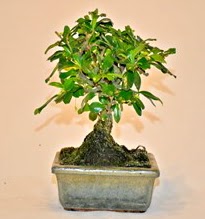 Zelco bonsai saks� bitkisi Atat�rk Mahallesi �i�ek sipari�i 