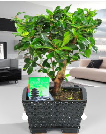 Bonsai japon a�ac� saks� bitkisi Mara�al�akmak Mah sevgilime hediye �i�ek 