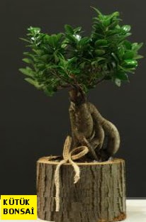 K�t�k i�erisinde Bonsai japon a�ac� Sincan �i�ek sipari�i vermek 