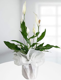Spathiphyllum �i�e�i Bar�� �i�e�i Ulubatl�hasan Mah �i�ek�i  