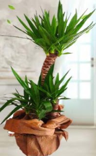 2 li yucca saks� �i�ek bitkisi Atat�rk Mah yurti�i �i�ek sipari�i 