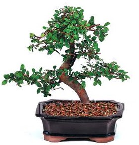 �thal bonsai japon a�ac� Atat�rk Mah yurti�i �i�ek sipari�i 