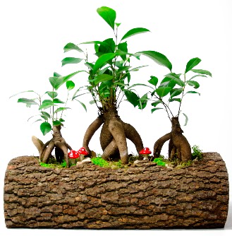 Do�al k�t�k i�inde 3 Bonsai Japon a�ac� Tando�an Mah g�venli kaliteli h�zl� �i�ek 