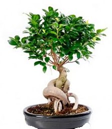 Bonsai japon a�ac� seramik i�inde Sel�uklu Mah kaliteli taze ve ucuz �i�ekler 