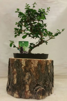 Do�al k�t�k i�inde bonsai japon a�ac� Bah�ekap� Mah cicekciler , cicek siparisi 