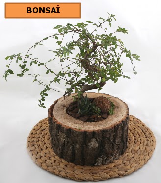 Do�al a�a� k�t�k i�erisinde bonsai bitkisi Plevne Mahallesi �i�ek ma�azas� 